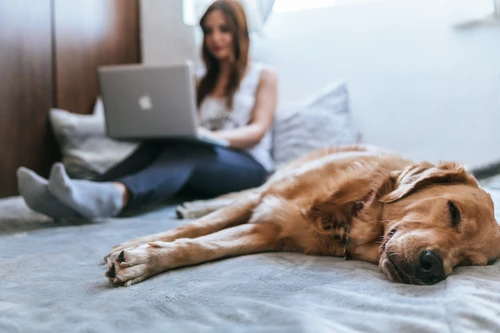 Happy dog covered by pet care solutions in Atlanta
